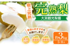大渕観光梨園 完熟梨 (あきづき 新高梨 新興梨 のいずれか) 秀品 約3kg (5～8玉) 熊本県長洲町産 《9月上旬-12月中旬頃出荷》