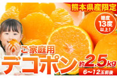 ご家庭用 デコポン デコポン約2.5kg前後(約6-12玉前後)《2026年2月上旬-4月末頃出荷》不知火 熊本県産 熊本県 長洲町 糖度13度以上