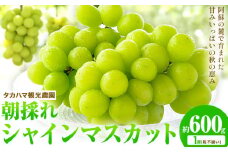 熊本県大津町産 タカハマ観光農園の 朝採れ シャインマスカット 約600g《8月上旬-9月末頃出荷》熊本県 大津町 ブドウ 葡萄 ぶどう シャインマスカット 果物 くだもの スイーツ フルーツ デザート ギフト 種なし クール便 送料無料