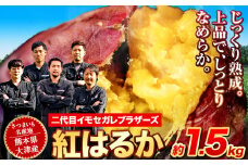 熊本県大津町産 イモセガレブラザーズの紅はるか 約1.5kg （大中小不揃い）《1-5営業日以内に出荷予定(土日祝除く)》二代目イモセガレブラザーズ さつまいも 芋 紅はるか スイートポテト 干し芋にも 特産品 熟いも さつま芋 秋 旬