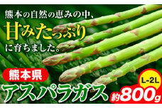 先行予約 アスパラガス アスパラ 約800g (L-2L サイズ) 《6月上旬-9月上旬頃より出荷予定》 野菜 やさい アスパラガス 熊本県産 JA
