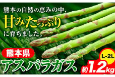 先行予約 アスパラガス アスパラ 約1.2kg (L-2L サイズ) 《6月上旬-9月上旬頃より出荷予定》 野菜 やさい アスパラガス 熊本県産 1kg以上 JA