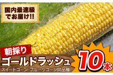 日本最速級出荷 朝採り ゴールドラッシュ 10本入り 3L-Lサイズ 《6月上旬- 6月末頃出荷》 熊本県 大津町 スイートコーン フルーツコーン とうもろこし トウモロコシ