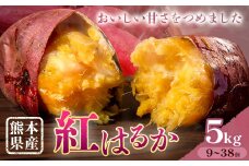 さつまいも 熊本県産 紅はるか 5kg 日本フルーツ株式会社《11月下旬-6月上旬頃出荷》熊本県 大津町 さつまいも 薩摩芋 からいも 紅はるか デザート 料理 おやつ 蜜芋 野菜 芋 いも