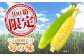 高糖度 かんかんむすめ 糖度 コーンスープ 甘さ コーン おやつ BBQ バター焼き 野菜 とうもろこし 糖度  菊陽町