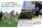 ロース 上赤身 牛 ぎゅう うし 肉 ばさし ランプ ゆっけ ユッケ ロース 新鮮 たれ 専用 熊本県 菊陽町