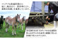 ロース 上赤身 牛 ぎゅう うし 肉 ばさし ランプ ゆっけ ユッケ ロース 新鮮 たれ 専用 熊本県 菊陽町