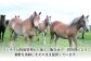 熊本県 菊陽町 ばさし うま 肉 バサシ 祝い ご褒美 新鮮  スライス ゆっけ ユッケ