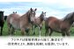 熊本県 菊陽町 ばさし うま 肉 バサシ 祝い ご褒美 新鮮  スライス ゆっけ ユッケ