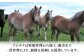 ねぎ 熊本県 菊陽町 ばさし 馬刺 うま にく 肉 とろ お祝 ご褒美 つまみ【