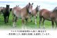 熊本県 菊陽町 霜 しもふり 馬刺 うま 馬 あかみ セット トロ ひれ お祝 ご褒美