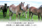 ばさし 肉 馬 うま にく 熊本県 菊陽町 祝い ご褒美 おにく 馬刺