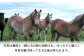 ばさし 熊本県 菊陽町 ゆっけ セット 馬肉 にく うま 祝い ご褒美