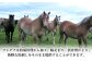 ばさし 熊本県 菊陽町 にく 肉 バサシ あかみ 新鮮  うま 旨  ウマ タレ 特製