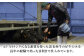 牛肉 黒毛和牛 国産 熊本県 菊陽町 牛 ぎゅう うし 肉 にく やきにく 新鮮 脂