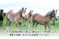馬肉 熊本県 菊陽町 ゆっけ ばさし たれ 特製 ウマ 旨い 刺身 肉 にく