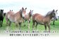 定期便 専用醤油付き 生姜付き おすすめ 馬刺 赤身 国産 赤身馬刺し ばさし 冷凍 熊本県 菊陽町