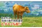ハンバーグ あかうし あか牛 たっぷり 赤牛 肉 大賞 100% にく niku ブランド 旨み 熊本県 菊陽町