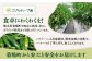 ハラペーニョ 5種セット はらぺーにょ 醤油漬け ピクルス クラッシュ 万能だれRed green タレ 調味料 熊本 菊陽町