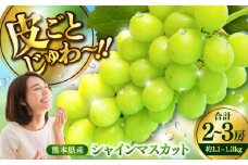 【限定数量】【2025年8月下旬発送開始】シャインマスカット 約1.1kgから1.3kg 合計2から3房 / しゃいんますかっと 新鮮 種なし フルーツ 果物 ギフト 熊本県 菊陽町 旬 大きい 人気 皮ごと 旬 くだもの フルーツ【りとる農房】 [BHBO001]
