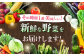 旬 野菜 セット 新鮮 詰合せ やさい 旬 おまかせ にんじん ごぼう 直売所 やさい 3kg サラダ 熊本県 特産品 菊陽町