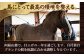 肉 馬肉 熊本県 特産品 馬刺し 熊本県 菊陽町 ゆっけ ユッケ 新鮮 ばさし 国産 希少 タレ 本格  専用