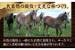 肉 馬肉 熊本県 特産品 馬刺し バサシ 定期便
