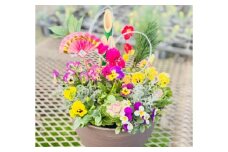 新年を華やかに彩る お正月の寄せ植え(おまかせ) / 正月飾り 花苗 鉢 ピック【GreenlifeYoshimura】 [BHBG001]