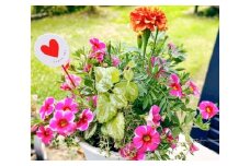 季節の寄せ植え (おまかせ5種類 小) / 寄せ植え 花苗 鉢【GreenlifeYoshimura】 [BHBG002]