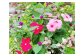5種類 寄せ植え 花苗 鉢
