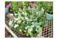5種類 寄せ植え 花苗 鉢