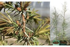 ジュニパーベリー特大苗(西洋ネズ)オス木・メス木セット Juniperus communis 樹高100から120cm前後 口径18cm スリット鉢植え【Herb＆Rose】 [BHCQ001]