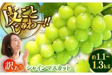 【限定数量】【2025年8月下旬発送開始】シャインマスカット(訳あり) 約1.1kgから1.3kg / しゃいんますかっと 新鮮 種なし フルーツ 果物 ギフト 熊本県 菊陽町 【りとる農房】 [BHBO005]