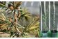 ジュニパーベリー 西洋ネズ 庭木 植木 杜松果 杜松実 杜松子 セイヨウネズ 常緑針葉樹 スリット鉢植え 熊本県 菊陽町