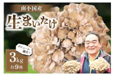 【熊本県阿蘇・南小国産】うまみ＆栄養が自慢♪の生まいたけ３ｋｇ（約９株） 南小国産 生まいたけ 3kg 約9株 栄養満点 きのこ キノコ まいたけ マイタケ 舞茸 野菜 ギフト 贈答用 熊本 阿蘇 南小国町 送料無料