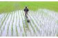 除草剤を使わないため、草が生えないように除草機を使って稲の間を歩きます