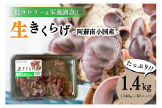 低カロリー＆栄養満点！阿蘇・南小国産の肉厚生きくらげ（140g×10パック） 南小国産 肉厚 生きくらげ 140g 10パック 1.4kg きくらげ キクラゲ 生 国産 低カロリー 栄養満点 熊本 阿蘇 南小国町 送料無料