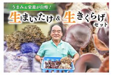 うまみ＆栄養が自慢！生まいたけ・生きくらげ セット 南小国産 生まいたけ 生きくらげ きのこ キノコ まいたけ マイタケ 舞茸 2株 700g きくらげ キクラゲ 生 国産 肉厚 140g 6パック 840g 低カロリー 野菜 栄養満点 産地直送 ギフト 贈答用 熊本 阿蘇 南小国町 送料無料 
