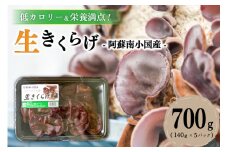 低カロリー＆栄養満点！阿蘇・南小国産の肉厚生きくらげ（140g×5パック） 南小国産 肉厚 生きくらげ 140g 5パック 700g きくらげ キクラゲ 生 国産 低カロリー 栄養満点 熊本 阿蘇 南小国町 送料無料