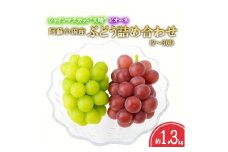 【おぐに天然食ほこすぎ】2025 令和7年産 8月末より出荷 夏の味覚 旬 ぶどう ブドウ 葡萄 詰め合わせ セット 約1.3kg 2～3房 ピオーネ シャインマスカット 天晴 ブランド 小国産 高冷地 フルーツ 果物 自家産 おぐに天然食ほこすぎ 贈答 ギフト