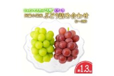 【おぐに天然食ほこすぎ】2025 令和7年産 8月末より出荷 夏の味覚 旬 ぶどう ブドウ 葡萄 詰め合わせ セット 約1.3kg 2～3房 ピオーネ シャインマスカット 天晴 ブランド 小国産 高冷地 フルーツ 果物 自家産 おぐに天然食ほこすぎ 贈答 ギフト