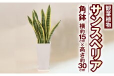 サンスべリア 観葉植物 角鉢 横約15cm×高さ約30cm 6寸 植物 インテリア ガーデン