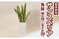 サンスべリア 観葉植物 角鉢 横約15cm×高さ約30cm 6寸 植物 インテリア ガーデン