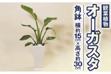 オーガスタ 観葉植物 角鉢 横約15cm×高さ約30cm 6寸 植物 インテリア ガーデン