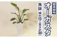 オーガスタ 観葉植物 角鉢 横約15cm×高さ約30cm 6寸 植物 インテリア ガーデン