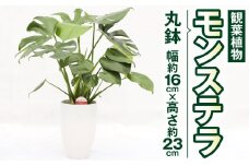 モンステラ 観葉植物 丸鉢 幅約16cm×高さ約23cm 6寸 植物 インテリア ガーデン