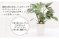 モンステラ 観葉植物 丸鉢 幅約16cm×高さ約23cm 6寸 植物 インテリア ガーデン
