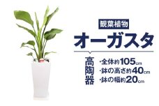 オーガスタ 観葉植物 高陶器 高さ約40cm 幅約20cm 7寸 植物 インテリア ガーデン