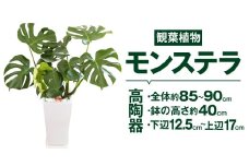 モンステラ 観葉植物 高陶器 高さ約40cm 下辺12.5cm 上辺17cm 7寸 植物 インテリア