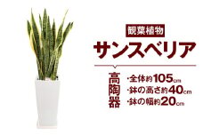 サンスベリア 観葉植物 高陶器 高さ約40cm 幅約20cm 7寸 植物 インテリア ガーデン